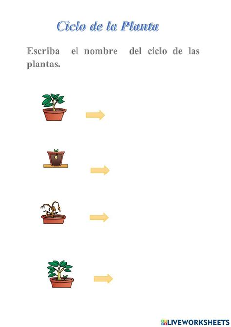 Ciclo De Vida De Las Plantas Exercise For 5to Live Worksheets