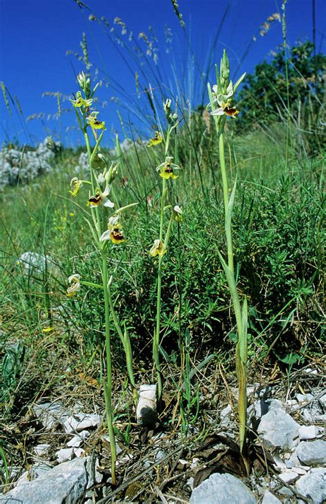 Lacaitas Ophrys Ophrys Lacaitae Photograph By Bruno Petriglia