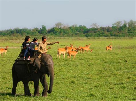 Kaziranga National Park Manas National Park Pabitora Wildlife