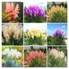 400 Pcs Cortaderia Selloana Seeds OutletTrends.com Free Shipping Up to ...