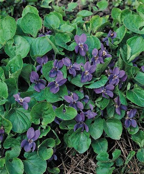 Sweet Violet Seeds: Viola odorata Perennial Flower Seeds