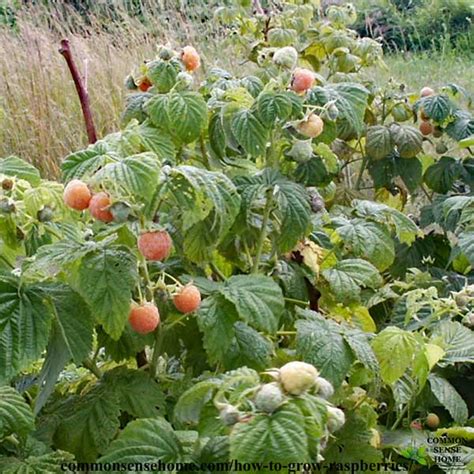 How To Grow Golden Raspberries Raspberry