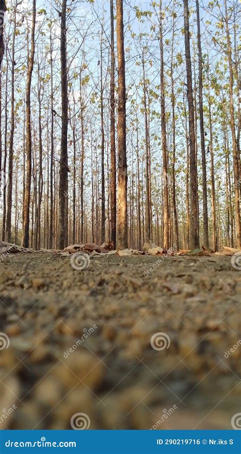 Teak Tree Forest Photography Stock Photo Image Of Afternoon Tree