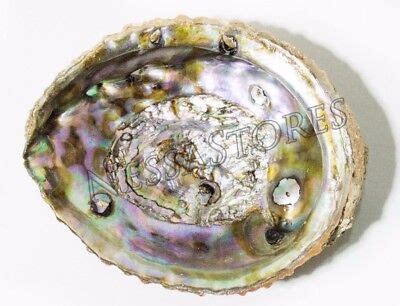 Pink Abalone Sea Shell One Side Polished Beach Craft Pc Jc