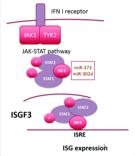 Overview Of Signaling Downstream Of The Ifn Alpha Receptor Micrornas