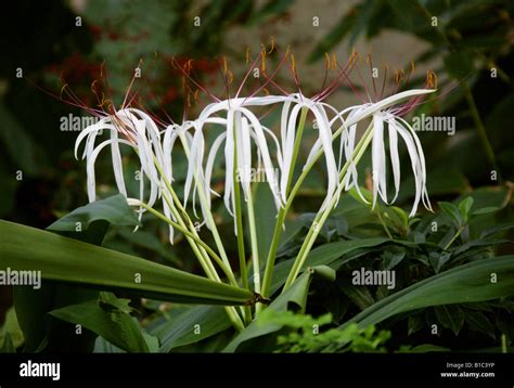 Giant Spider Lily Crinum Asiaticum Amaryllidaceae China Hong Kong