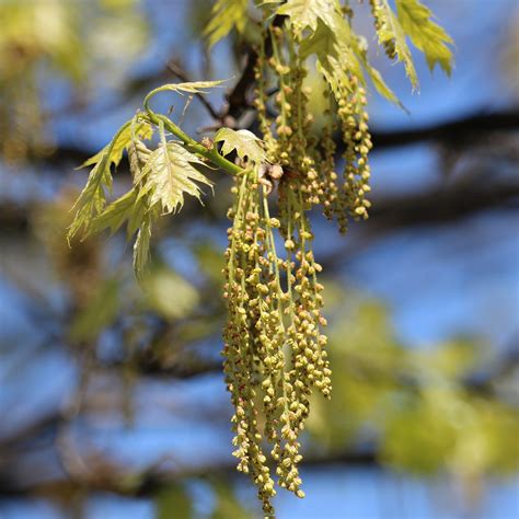 Quercus Shumardii 3 Shumard Oak Scioto Gardens Nursery