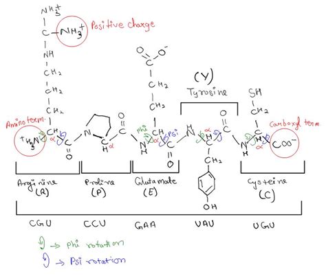 Solved Answer The Question 1 A Draw The Following Pentapeptide