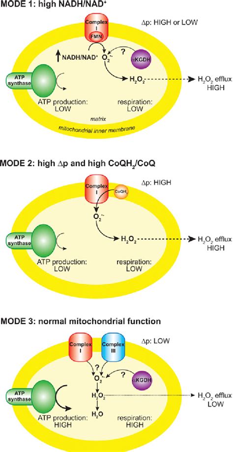 Figure From How Mitochondria Produce Reactive Oxygen Species