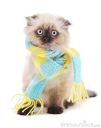 Cats Wearing Scarves Cat With Scarf Stock Photo Image 62378707