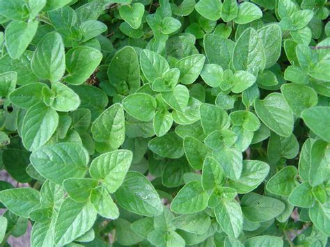 Dsc01402 Oregano Oregano Bed At Certain Times This Bed… Flickr