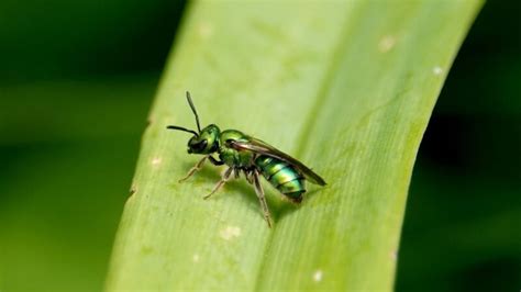 How To Get Rid Of Sweat Bees Identification And Control Guide