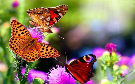 Butterflies Dancing Wallpaper Nature And Landscape Wallpaper Better