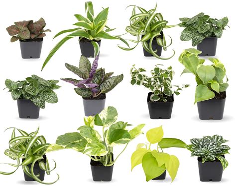 Indoor Pot Plants