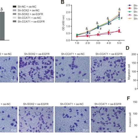 Silencing Of Sox2 And Ccat1 Decreases Egfr Expression To Suppress Hepg2