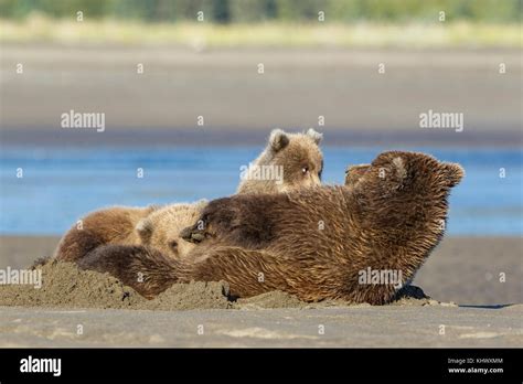 Mother brown bear and cubs hi-res stock photography and images - Alamy