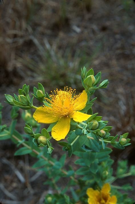 Native Florida Wildflowers Myrtle Leaved St John S Wort Hypericum