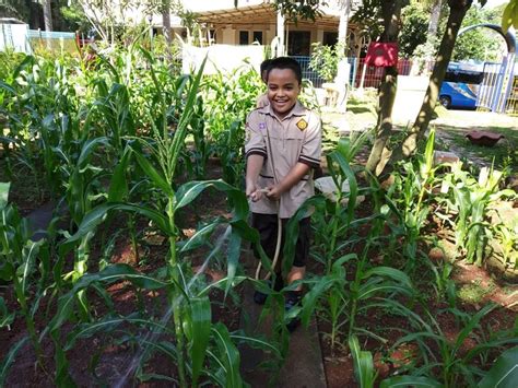 Kegiatan Berkebun Jagung Di Sd Kristen Ketapang Iii Kelas 1 And 2