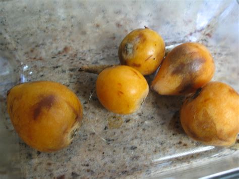 Loquat Season - Gardenerd