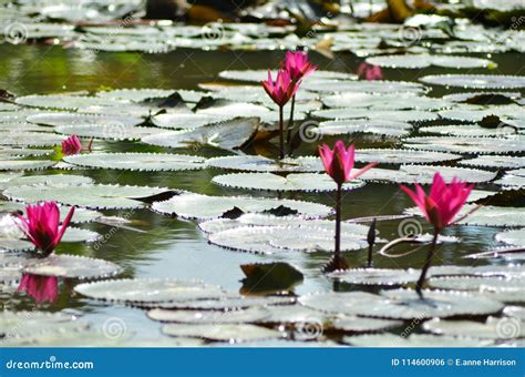 Pink Water Lilies Surrounded By Lily Pads Stock Photo Image Of Calm