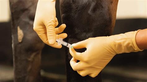 Equine Joint Injections A Helpful Guide For Horse Owners Horse And Hound