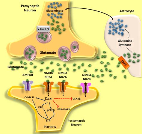 Alzheimer Disease The Role Of A In The Glutamatergic System Intechopen