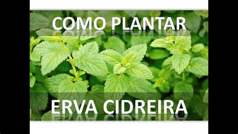 Como plantar e cultivar Erva Cidreira em Vaso INÍCIO MEIO E FIM