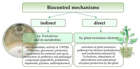 IJMS Free Full Text Trichoderma The Current Status Of Its