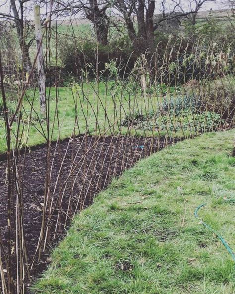 9 Easy Breezy Garden Windbreak Ideas For Stylish Shelter