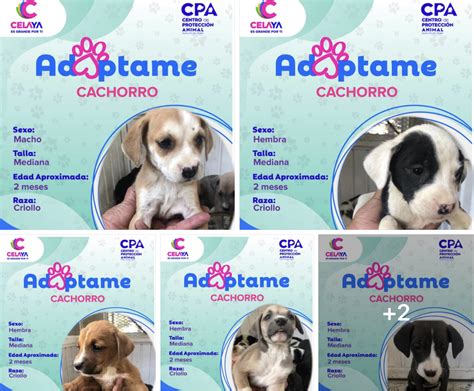 Realizarán desfiles para promover adopción de mascotas en Celaya Sala