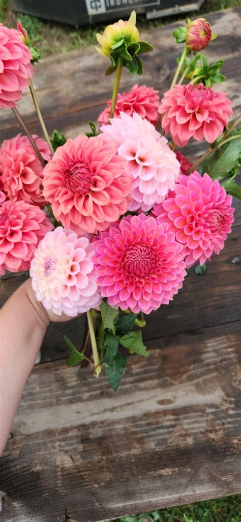 Pink Dahlias - Growing Dahlias