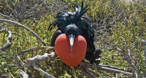 Seven Spectacular Birds Youll Spot In Belize Black Rock Lodge