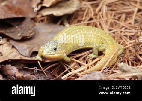 Endemic Lizard Stock Videos And Footage Hd And 4k Video Clips Alamy