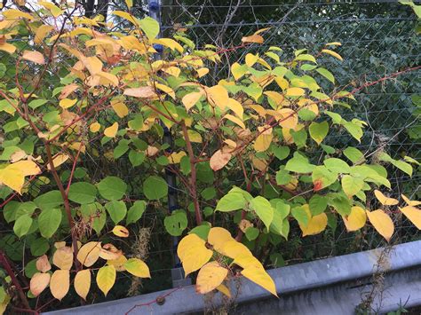 How To Identify Japanese Knotweed In Depth Knotweed Identification