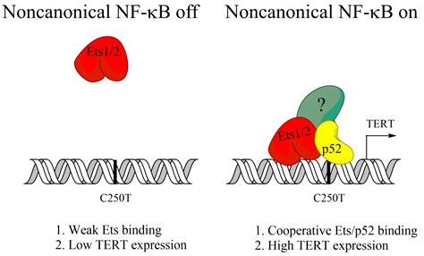 Biomedicines Free Full Text Noncanonical Nf κb In Cancer