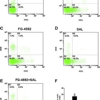 Effects Of High Glucose Mm Sal And Fg On Cell Apoptosis In