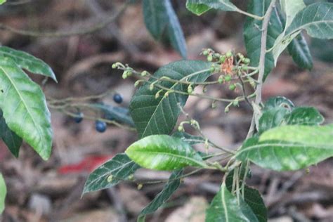 Blueberry Ash From Jarrahmond VIC 3888 Australia On December 18 2023