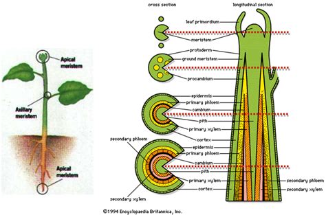 Belajarbiologi Pertumbuhan Dan Perkembangan Tumbuhan