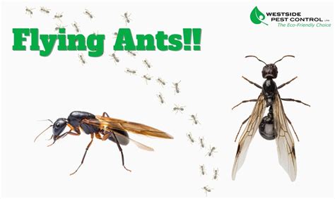 How To Get Rid Of Flying Ants