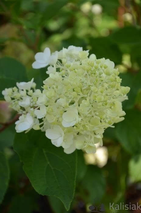 Hydrangea Paniculata Fraise Melba Renba Hortensja Bukietowa