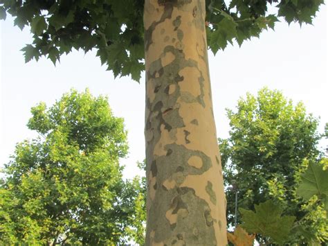 Platano Platanus Acerifolia L Albero Più Diffuso In Città Il Gusto Della Natura