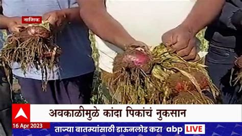 Maharashtra Rain Updates Loss Of Crops Due To Unseasonal Rain In Dhule Maharashtra Rain