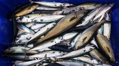 Tak Disangka Ini 8 Manfaat Konsumsi Ikan Kembung Bagi Kesehatan Tubuh