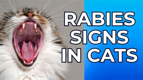 Rabies Signs in Cats / Rabies Symptoms in Cats / Cat Grooming