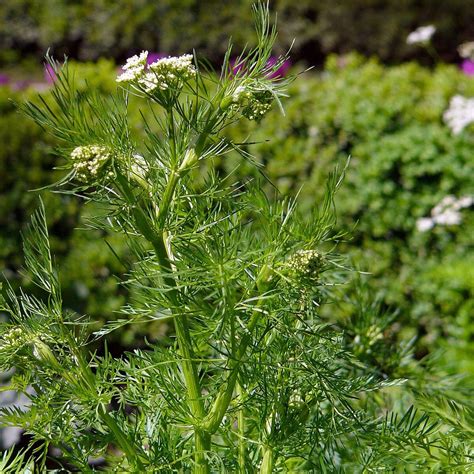 Cumin (Cuminum Cyminum) seeds