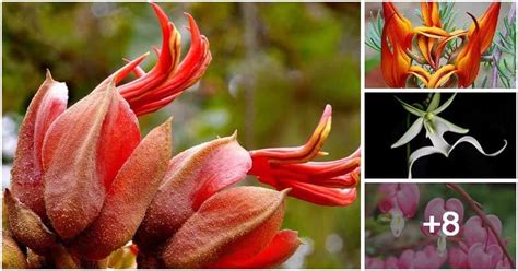 Most Exotic And Rarest Flowers Around The World