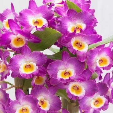 Dendrobium Comet King Akatsuki Dendrobium Nobile Orchid Tree