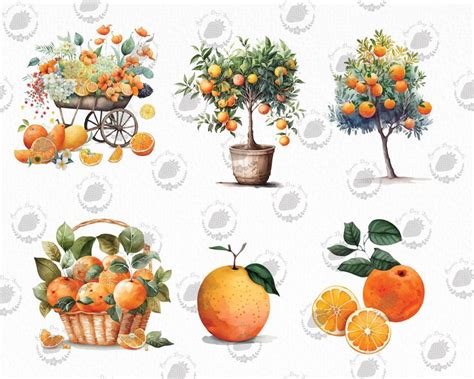 Watercolor Oranges Clipart Citrus Clipart Mandarin Clipart Sticker