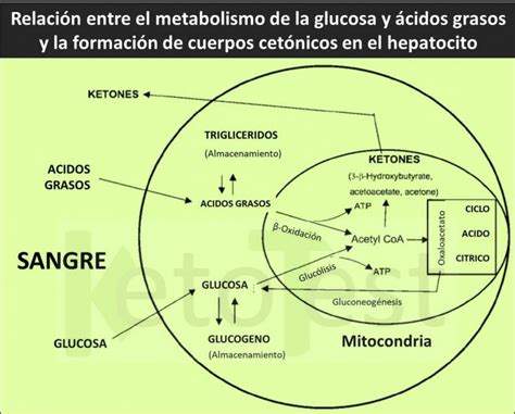 ¿por Qué Se Forman Los Cuerpos Cetónicos Keto Test