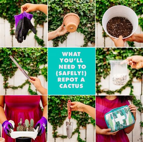 How To Safely Repot A Cactus Justina Blakeney